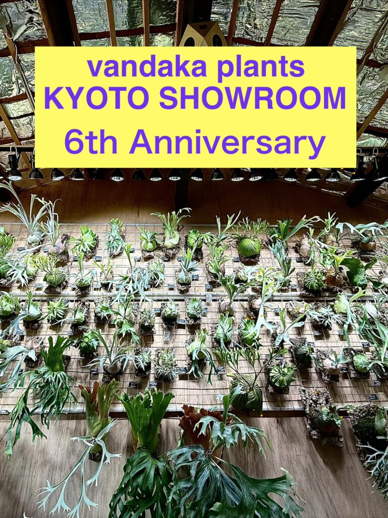 ビカクシダ 専門店 vandaka plants バンダカ プランツ platycerium KYOTO SHOWROOM 京都店 ショウルーム オープンデイ 営業日 aroid philodendron anthurium monstera アロイド フィロデンドロン アンスリウム モンステラ コルク 販売 コウモリラン コロナリウム coronarium 周年祭 6周年 6th anniversary アニバーサリー sale セール 京都市 上京区 kyoto japan
