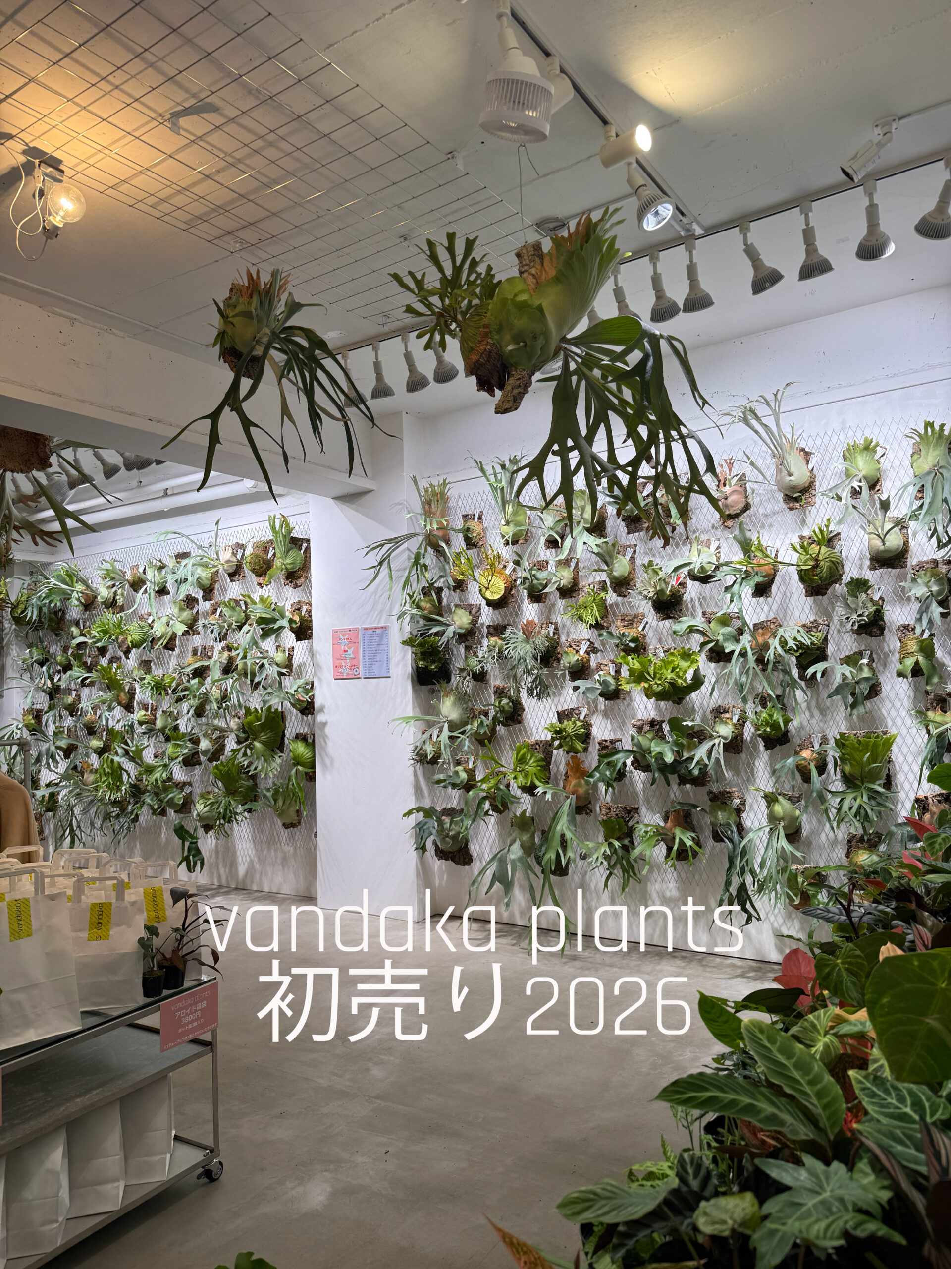 ビカクシダ オンラインストア初売】1/3～12 開催中- ビカクシダ