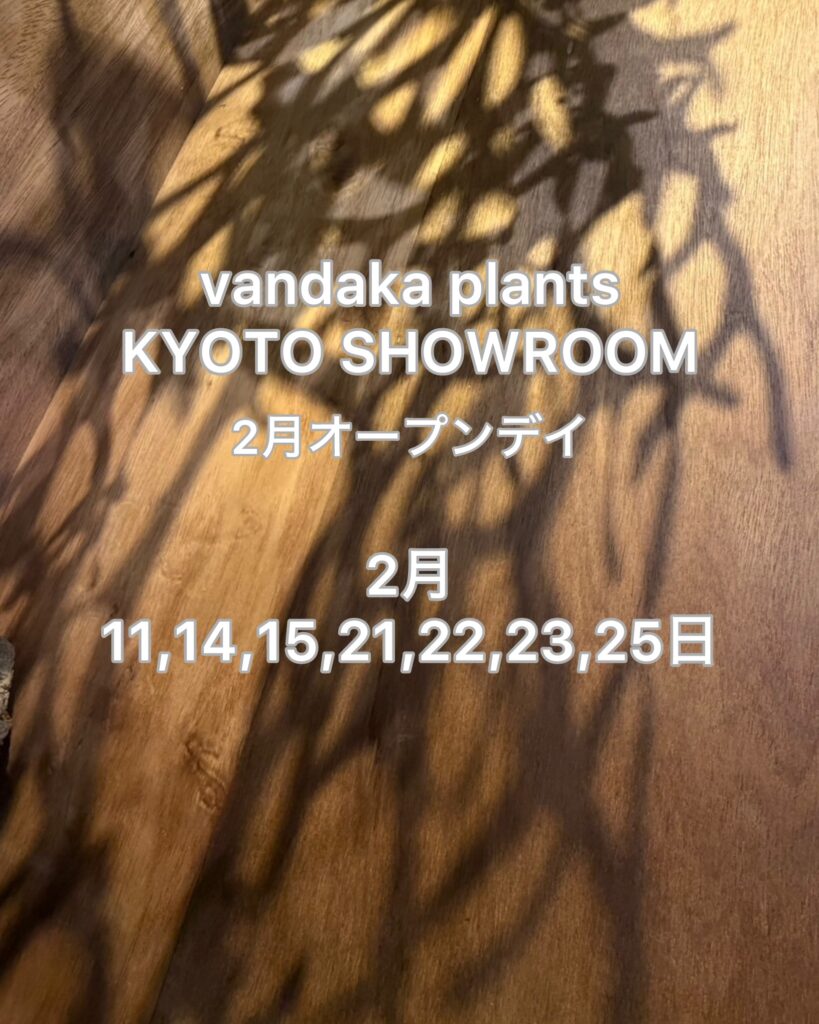 ビカクシダ 専門店 vandaka plants バンダカ プランツ platycerium KYOTO SHOWROOM 京都店 ショウルーム オープンデイ 営業日 aroid philodendron anthurium monstera アロイド フィロデンドロン アンスリウム モンステラ コルク 販売 コウモリラン コロナリウム coronarium willinckii ウィリンキー
