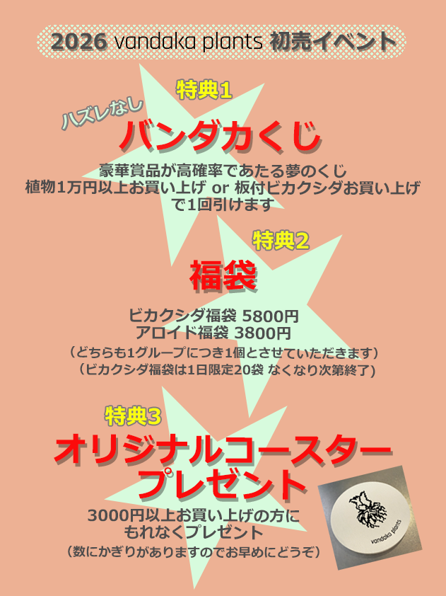 ビカクシダ 専門店 vandaka plants バンダカ プランツ platycerium KYOTO SHOWROOM 京都店 ショウルーム GALLERY TOKYO 東京店 恵比寿 観葉植物 初売り イベント 2026 正月 aroid philodendron anthurium monstera アロイド フィロデンドロン アンスリウム モンステラ コルク 販売 コウモリラン ベイチー ビーチ― veitchii 原生地 原種 australia 福袋 くじ lucky bag 新年 new year event