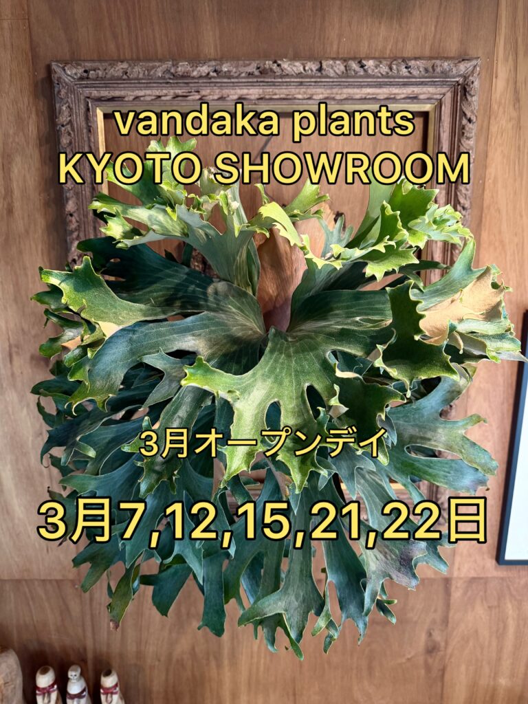 ビカクシダ 専門店 vandaka plants バンダカ プランツ platycerium KYOTO SHOWROOM 京都店 ショウルーム オープンデイ 営業日 aroid philodendron anthurium monstera アロイド フィロデンドロン アンスリウム モンステラ コルク 販売 コウモリラン コロナリウム coronarium willinckii ウィリンキー