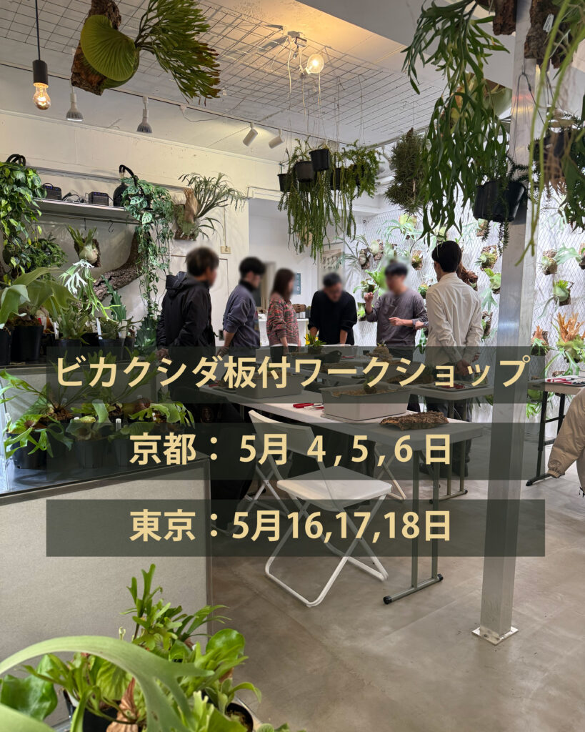 ビカクシダ 専門店 vandaka plants バンダカ プランツ platycerium 東京店 京都店 TOKYO KYOTO 板付けワークショップ ワークショップ workshop ビカクシダ板付 ridleyi リドレイ DIY