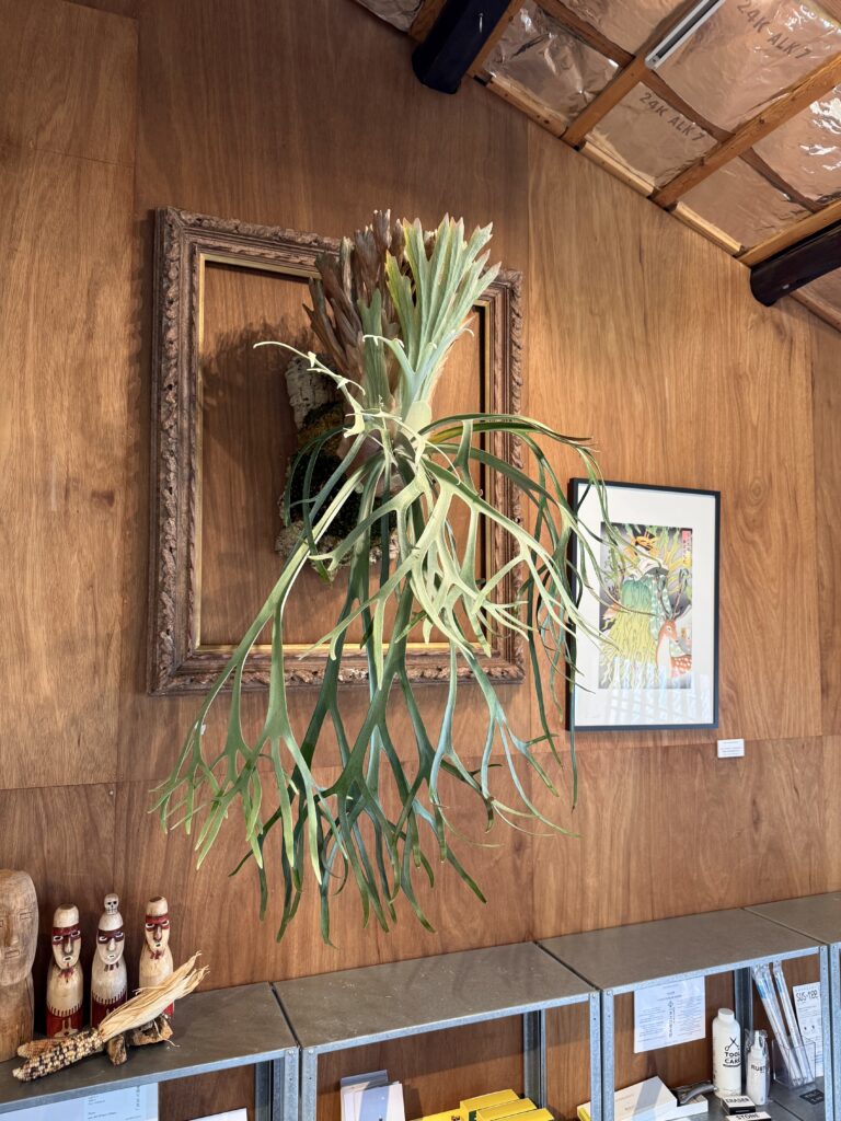 ビカクシダ 専門店 vandaka plants バンダカ プランツ platycerium KYOTO SHOWROOM 京都店 ショウルーム オープンデイ 営業日 aroid philodendron anthurium monstera アロイド フィロデンドロン アンスリウム モンステラ コルク 販売 コウモリラン コロナリウム coronarium willinckii ウィリンキー
