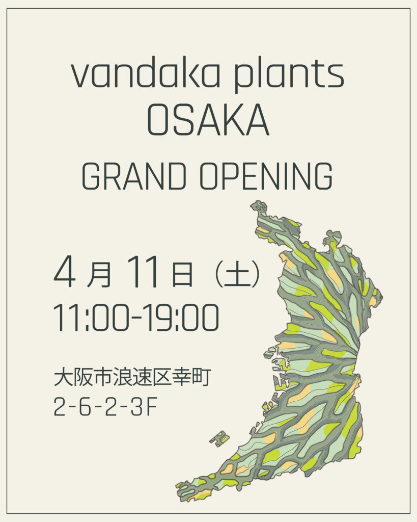 ビカクシダ 専門店 vandaka plants バンダカ プランツ platycerium OSAKA 大阪店 新店舗 オープン イベント 開店 aroid philodendron anthurium monstera アロイド フィロデンドロン アンスリウム モンステラ コルク 販売 マダガスカリエンセ madagascariense fern staghorn
