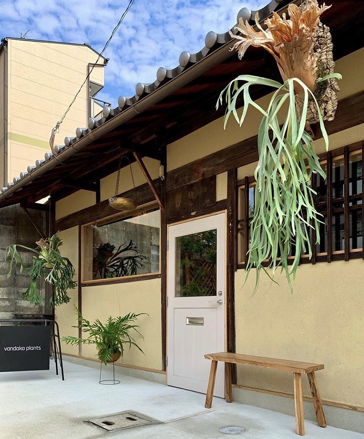 ビカクシダ 専門店 vandaka plants バンダカ プランツ platycerium KYOTO SHOWROOM 京都店 ショウルーム オープンデイ 営業日 aroid philodendron anthurium monstera アロイド フィロデンドロン アンスリウム モンステラ コルク 販売 コウモリラン コロナリウム coronarium willinckii ウィリンキー