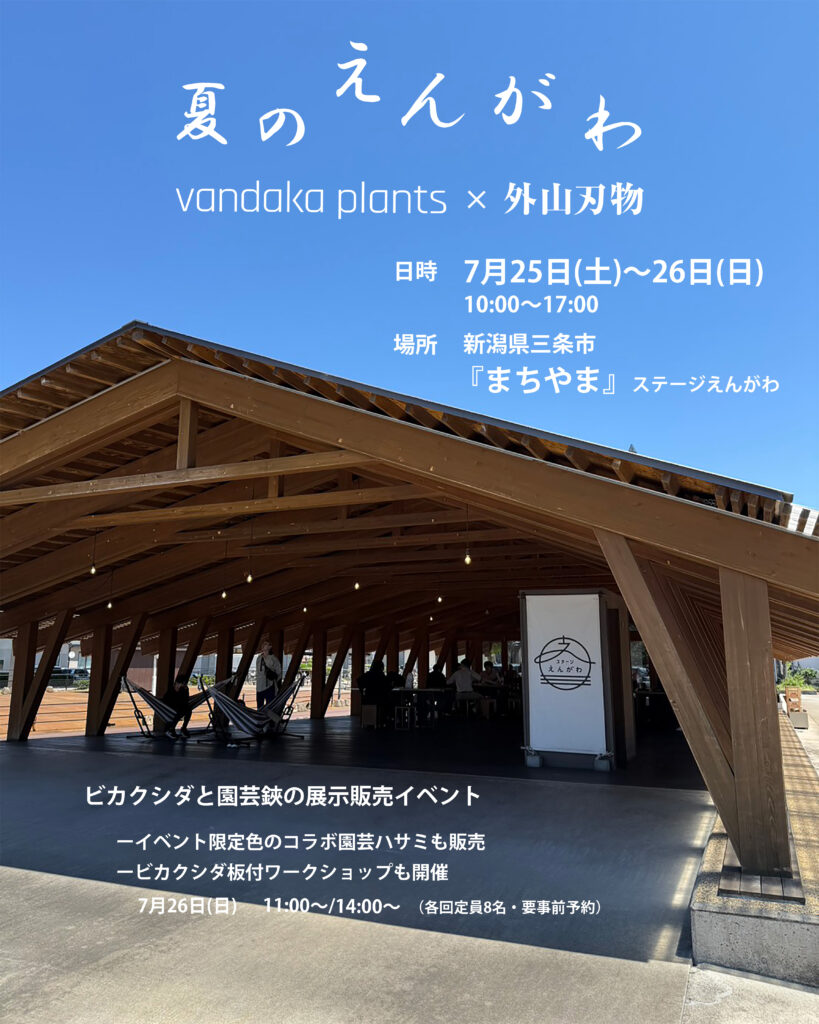 ビカクシダ vandaka plants バンダカ プランツ platycerium  ビザールプランツ 珍奇植物 植物イベント 販売 コウモリラン 新潟 japan niigata 外山刃物 toyama hamono 燕三条 まちやま ステージえんがわ 2026年 7月 25日 26日