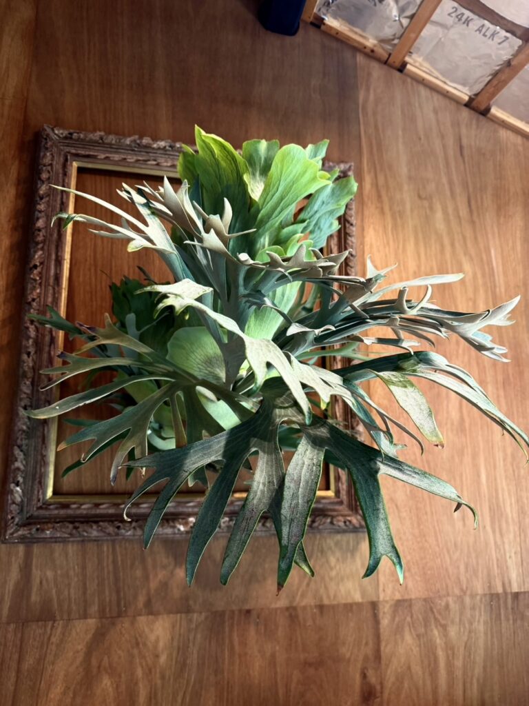 ビカクシダ 専門店 vandaka plants バンダカ プランツ platycerium KYOTO SHOWROOM 京都店 ショウルーム オープンデイ 営業日 aroid philodendron anthurium monstera アロイド フィロデンドロン アンスリウム モンステラ コルク 販売 コウモリラン
