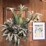 Indoor scene with a large, silver-green plant in front of a wooden wall and a decorative framed mirror behind it