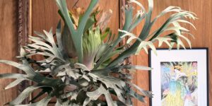 Indoor scene with a large, silver-green plant in front of a wooden wall and a decorative framed mirror behind it