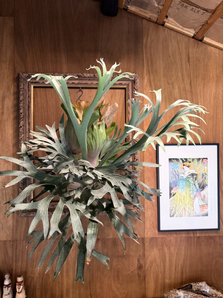 ビカクシダ 専門店 vandaka plants バンダカ プランツ platycerium KYOTO SHOWROOM 京都店 ショウルーム オープンデイ 営業日 aroid philodendron anthurium monstera アロイド フィロデンドロン アンスリウム モンステラ コルク 販売 コウモリラン　2026年　8月