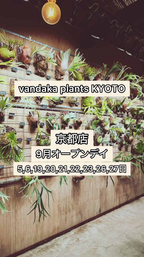 ビカクシダ 専門店 vandaka plants バンダカ プランツ platycerium KYOTO SHOWROOM 京都店 ショウルーム オープンデイ 営業日 aroid philodendron anthurium monstera 原種 スーパードワーフ レア 品種 コルク 販売 コウモリラン 2026年 9月
