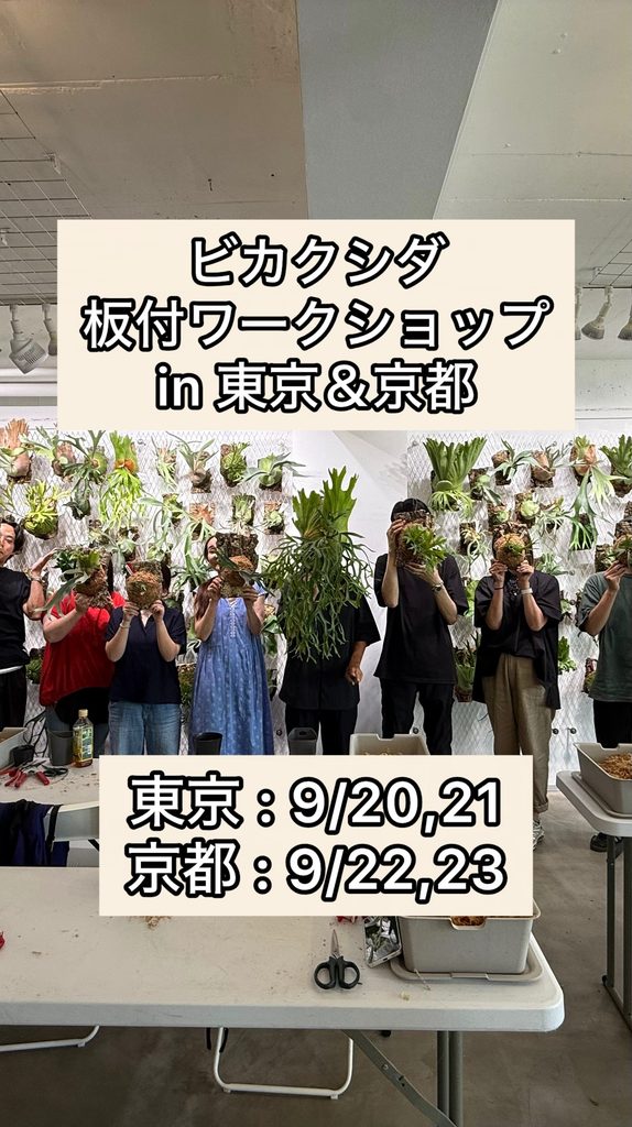 ビカクシダ 専門店 vandaka plants バンダカ プランツ platycerium 東京店 京都店 TOKYO KYOTO 板付けワークショップ ワークショップ workshop ビカクシダ板付 ridleyi リドレイ DIY
