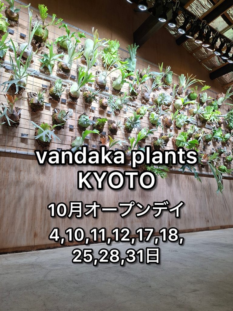 ビカクシダ 専門店 vandaka plants バンダカ プランツ platycerium KYOTO SHOWROOM 京都店 オープンデイ 営業日 コロナリウム ウィリンキー リドレイ ベイチー ヒリー 原種 スーパードワーフ レア 品種 コルク 販売 コウモリラン 2026年 10月