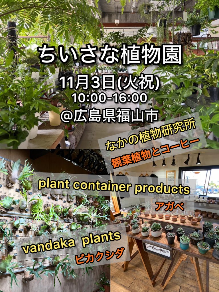 ビカクシダ vandaka plants バンダカ プランツ platycerium ちいさな植物園 広島 福山 植物イベント アガベ agave PlantContainerProducts コルク 販売 コウモリラン 観葉植物 コーデックス codex