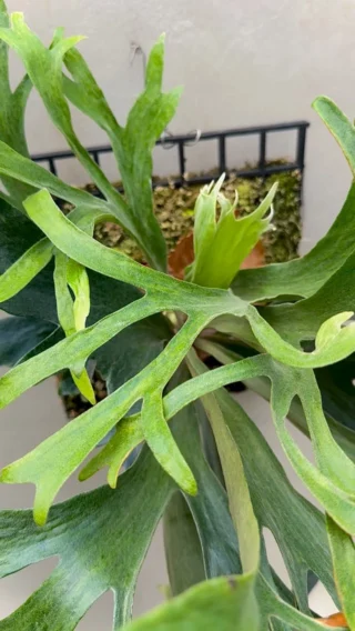 ビカクシダ苗、5種類セット 現品】ビカクシダ・ギンカ メリクロン苗 Platycerium Ginka TC