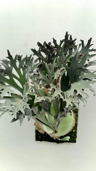 ビカクシダ ssfoong 親株vandaka plantsおまけ付き ビカクシダ ssfoong 親株vandaka plantsおまけ付き Yahoo