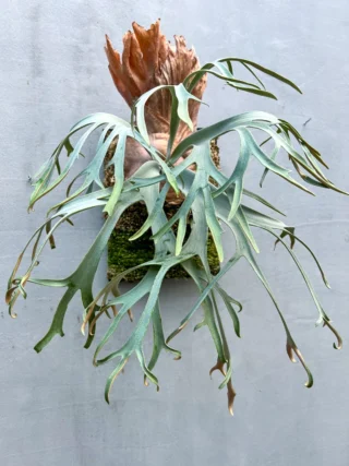 ビカクシダ ssfoong 親株vandaka plantsおまけ付き Yahoo!オークション - ビカクシダ ss foong 親株 大株 子株付き