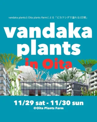 ビカクシダ vandaka plants バンダカプランツ - ビカクシダ 販売