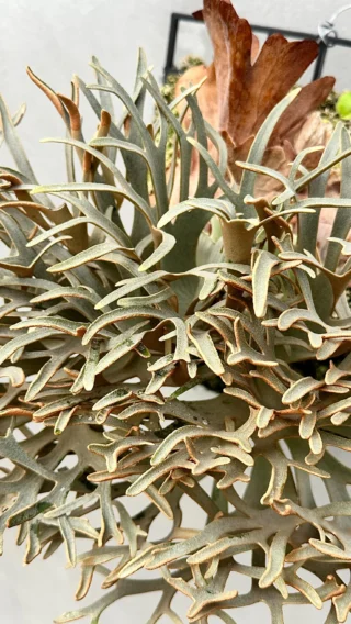 INSTAGRAM - ビカクシダ vandaka plants バンダカプランツ