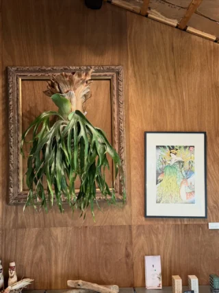 ビカクシダ vandaka plants バンダカプランツ - ビカクシダ 販売