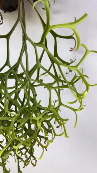 mana ビカクシダ親株、①.⑥ P. veitchii wild (vp#17) リリース後長い間人気が続いている