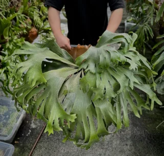 ビカクシダ〜kiyohime〜vandaka plants ビカクシダ〜kiyohime〜vandaka plants