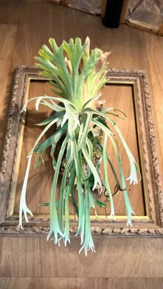 ビカクシダ vandaka plants バンダカプランツ - ビカクシダ 販売