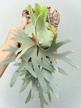 ビカクシダ セット Select!! | artPLANTs （アートプランツ）