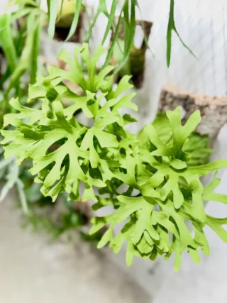 ビカクシダ vandaka plants バンダカプランツ - ビカクシダ 販売