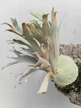 ビカクシダ vandaka plants バンダカプランツ - ビカクシダ 販売