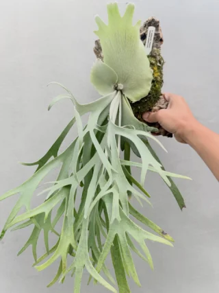 ビカクシダ vandaka plants バンダカプランツ - ビカクシダ 販売