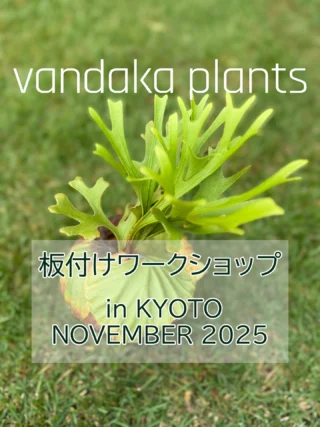 ビカクシダ vandaka plants バンダカプランツ - ビカクシダ 販売専門店