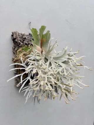 CO ビカクシダ 2種セット ビカクシダセット 2種 【公式通販】