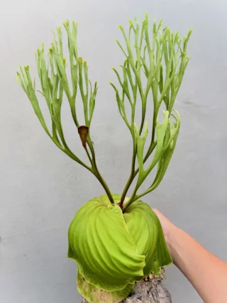 ビカクシダ vandaka plants バンダカプランツ - ビカクシダ 販売