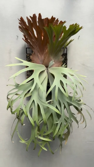 ビカクシダ vandaka plants バンダカプランツ - ビカクシダ 販売