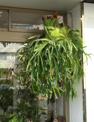 ビカクシダ vandaka plants バンダカプランツ - ビカクシダ 販売専門店