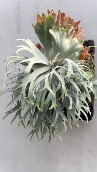 ビカクシダ vandaka plants バンダカプランツ - ビカクシダ 販売専門店