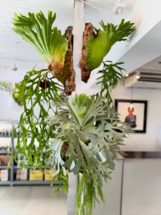 ハクナマタタ　親株　ビカクシダ　バンダカプランツ ハクナマタタ 親株 ビカクシダ バンダカプランツ 楽天市場】(現品