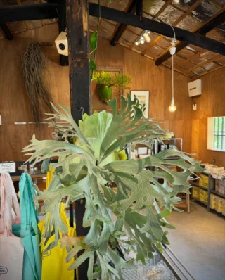 INSTAGRAM - ビカクシダ vandaka plants バンダカプランツ