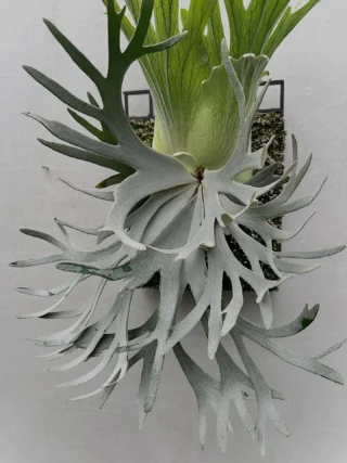 ビカクシダ vandaka plants バンダカプランツ - ビカクシダ 販売専門店