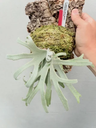 ビカクシダ vandaka plants バンダカプランツ - ビカクシダ 販売専門店