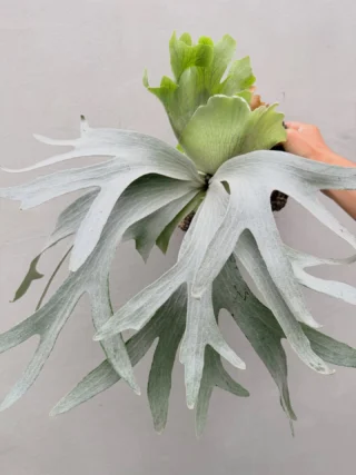 ビカクシダ vandaka plants バンダカプランツ - ビカクシダ 販売専門店