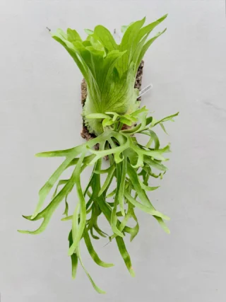 ビカクシダ vandaka plants バンダカプランツ - ビカクシダ 販売専門店