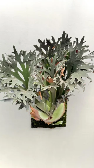 ビカクシダ vandaka plants バンダカプランツ - ビカクシダ 販売専門店