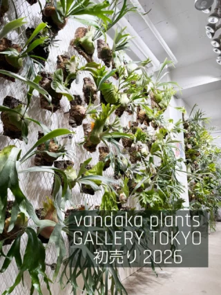 ビカクシダ vandaka plants バンダカプランツ - ビカクシダ 販売専門店
