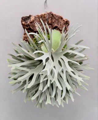 ビカクシダ vandaka plants バンダカプランツ - ビカクシダ 販売専門店