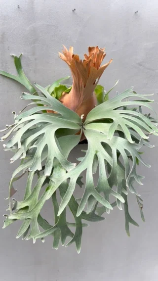 ビカクシダ vandaka plants バンダカプランツ - ビカクシダ 販売専門店