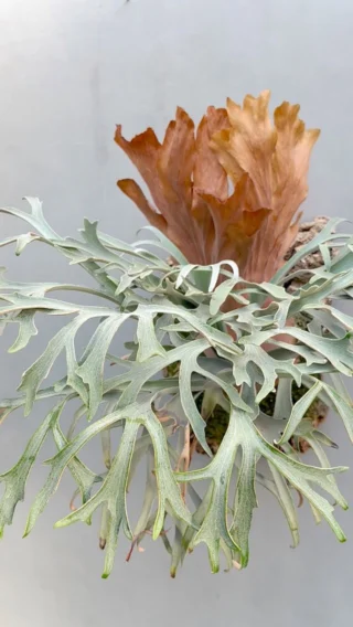 ビカクシダ vandaka plants バンダカプランツ - ビカクシダ 販売専門店