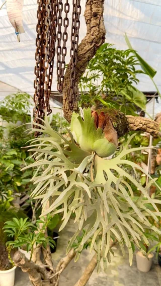 INSTAGRAM - ビカクシダ vandaka plants バンダカプランツ