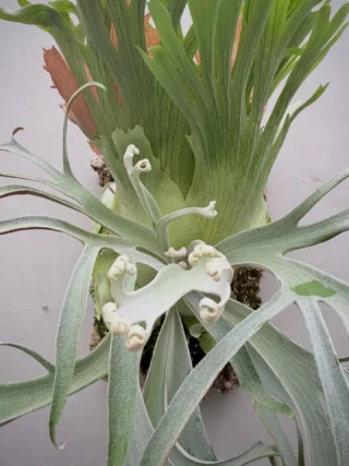 ビカクシダ vandaka plants バンダカプランツ - ビカクシダ 販売専門店